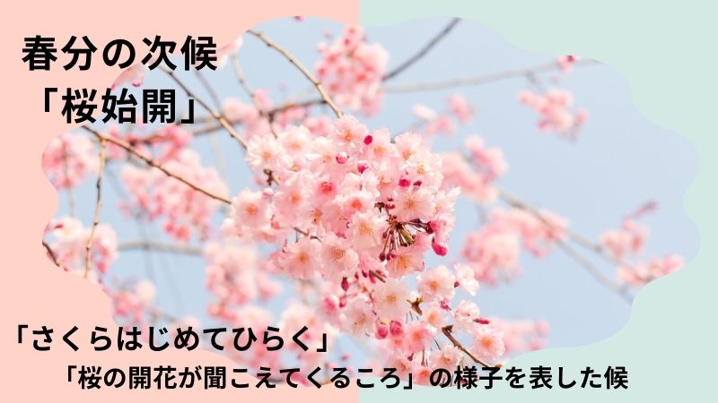 春分の次候桜始開について