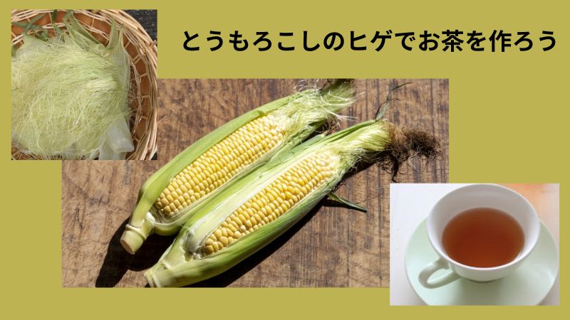 とうもろこしのヒゲでお茶を作ろう