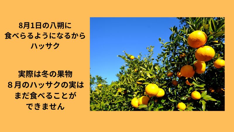 果物のハッサクの由来について