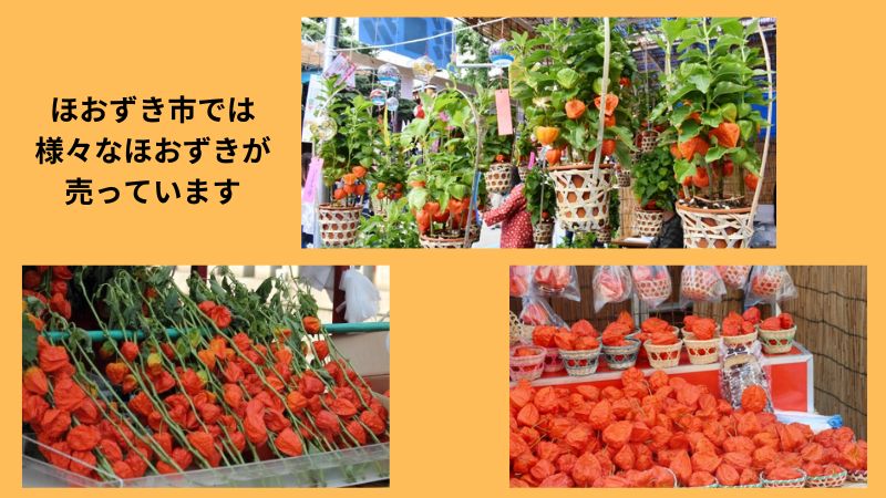 ほおずき市では、様々なほおずきが買えます