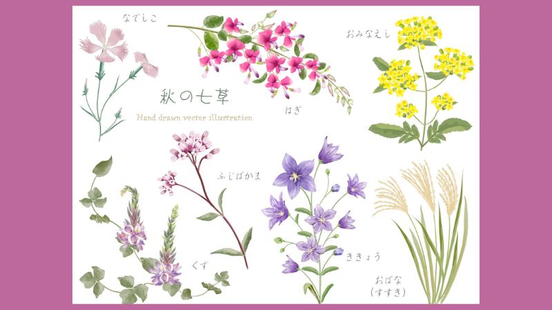 秋の七草の種類