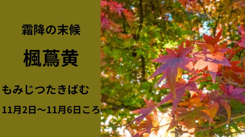 霜降の末候 楓蔦黄 11月2日〜11月6日頃 