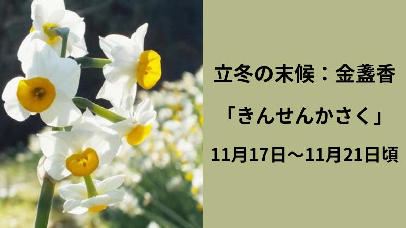 立冬の末候：金盞香